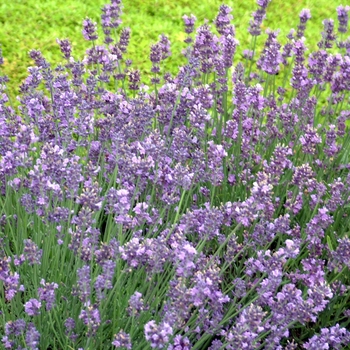 Lavandula angustifolia 'Munstead' (Lavender) - Munstead Lavender