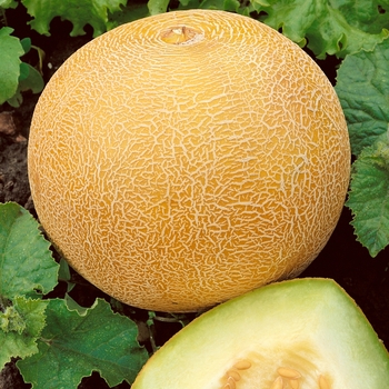 Cucumis melo - 'Delicious' Cantaloupe