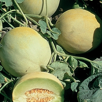 Cucumis melo 'Earli-dew' (Melon) - Earli-dew Melon