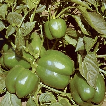 Capsicum annuum - 'Bell Boy' Bell Pepper Capsicum annuum - 'Bell Boy' Bell Pepper
