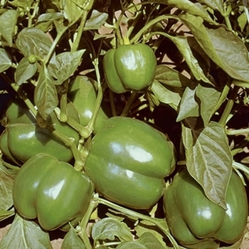 Capsicum annuum - 'Bell Boy' Bell Pepper