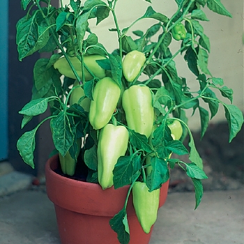 Capsicum annuum - 'Gypsy' Pepper Capsicum annuum - 'Gypsy' Pepper