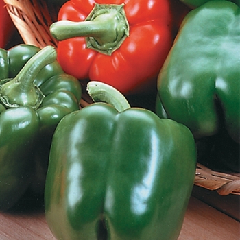 Capsicum annuum - 'King Arthur' Pepper Capsicum annuum - 'King Arthur' Pepper