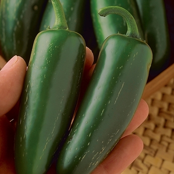 Capsicum annuum - 'Mucho Nacho' Pepper Capsicum annuum - 'Mucho Nacho' Pepper
