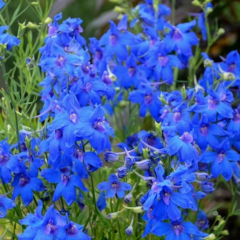 Delphinium grandiflorum 'Summer Nights' (Delphinium) - Summer Nights Delphinium