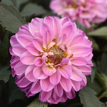 Dahlia - City Lights™ 'Lavender Pink' Dahlia - City Lights™ 'Lavender Pink'