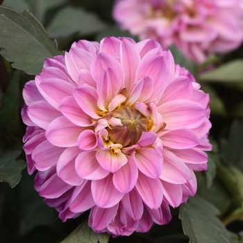 Dahlia - City Lights™ 'Lavender Pink'