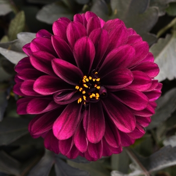 Dahlia - City Lights™ 'Purple' Dahlia - City Lights™ 'Purple'