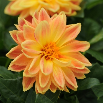Dahlia - Dahlietta&reg; 'Coby'