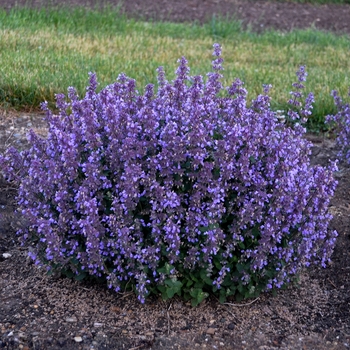 Nepeta - 'Cat's Pajamas' Catmint