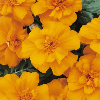 Tagetes patula (French Marigold) - Durango® Orange