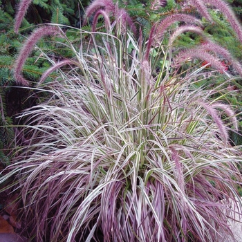 Pennisetum setaceum - 'Cherry Sparkler' Fountain Grass