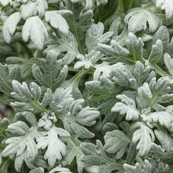 Artemisia stelleriana - 'Silver Bullet®' Wormwood