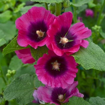 Alcea rosea (Hollyhock) - Halo 'Cerise'
