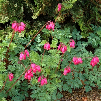 Dicentra (Bleeding Hearts) - Amore&trade; Rose