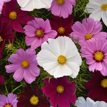 Cosmos bipinnatus - Sonata™ 'Mix' Cosmos bipinnatus - Sonata™ 'Mix'
