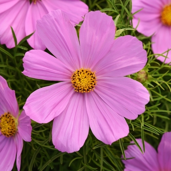 Cosmos bipinnatus - Sonata™ 'Pink' Cosmos bipinnatus - Sonata™ 'Pink'