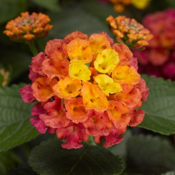 Lantana camara - Bandana&reg; 'Rose'