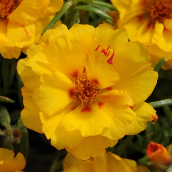 Portulaca grandiflora (Moss Rose, Purslane) - Happy Hour™ 'Banana'