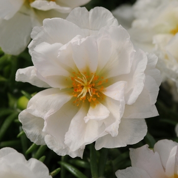 Portulaca grandiflora (Moss Rose, Purslane) - Happy Hour™ 'Coconut'