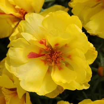 Portulaca grandiflora (Moss Rose, Purslane) - Happy Hour™ 'Lemon'