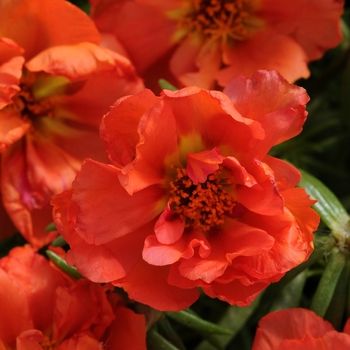 Portulaca grandiflora (Moss Rose, Purslane) - Happy Hour™ 'Orange'