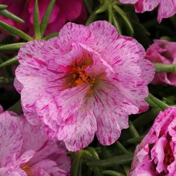 Portulaca grandiflora (Moss Rose, Purslane) - Happy Hour™ 'Peppermint'