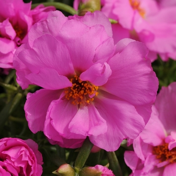 Portulaca grandiflora (Moss Rose, Purslane) - Happy Hour&trade; 'Rosita'