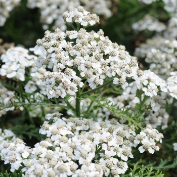 Achillea millefolium (Yarrow) - New Vintage&trade; White