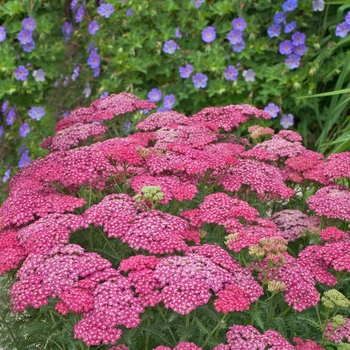 Achillea millefolium 'Seduction Saucy' (Yarrow) - Seduction Saucy Yarrow Achillea millefolium 'Seduction Saucy' (Yarrow) - Seduction Saucy Yarrow