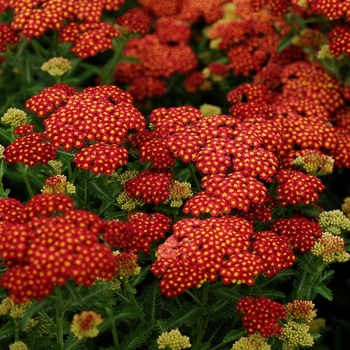 Achillea millefolium 'Seduction Strawberry' PP18401 (Yarrow) - Seduction Strawberry Yarrow