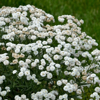 Achillea ptarmica - 'Peter Cottontail' Sneezewort