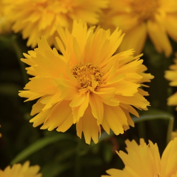 Coreopsis grandiflora 'Double the Sun' (Tickseed) - Double the Sun Tickseed