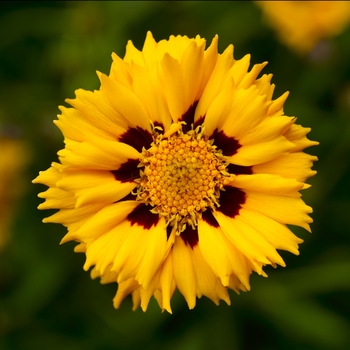 Coreopsis grandiflora (Tickseed) - Andiamo&trade; 'Yellow Red'