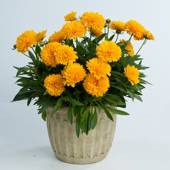 Coreopsis grandiflora (Tickseed) - Solanna&trade; 'Golden Sphere'