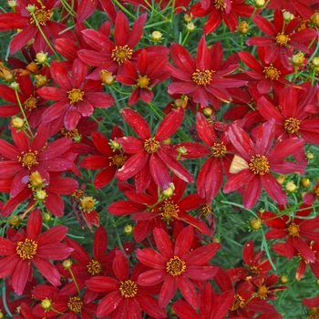Coreopsis verticillata (Tickweed) - Sizzle & Spice&reg; ''Hot Paprika''