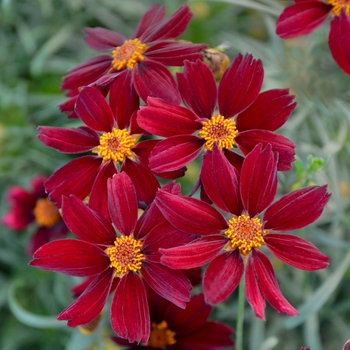 Coreopsis - Permathread&trade; 'Red Satin'
