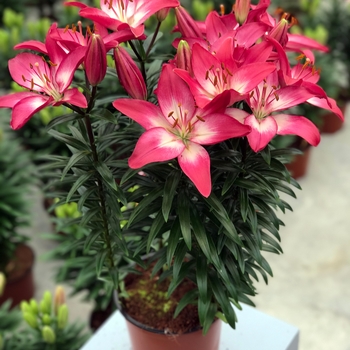 Lilium asiaticum (Asiatic Lily) - Lily Looks 'Tiny Diamond'