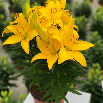 Lilium asiaticum (Asiatic Lily) - Lily Looks 'Tiny Ranger'