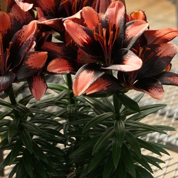 Lilium asiaticum (Asiatic Lily) - Lily Looks 'Tiny Shadow'