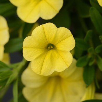 Calibrachoa (Mini Petunia) - MiniFamous® Neo 'Deep Yellow'