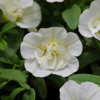 Calibrachoa (Trailing Petunia) - MiniFamous® 'Uno Double White'