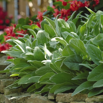 Stachys byzantina 'Fuzzy Wuzzy' (Lamb's Ear) - Fuzzy Wuzzy Lamb's Ear