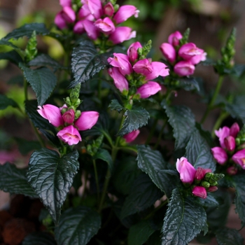 Chelone obliqua - 'Tiny Tortuga' Pink Turtlehead