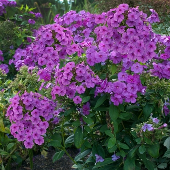 Phlox paniculata (Garden Phlox) - Flame&trade; Purple
