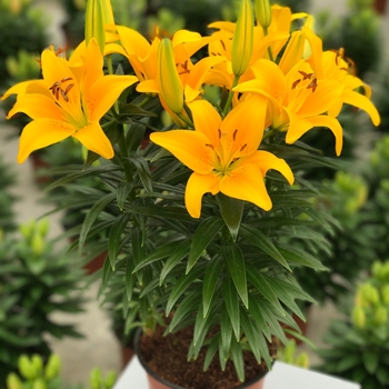 Lilium asiaticum PP16.255 - 'Tiny Bee' Asiatic Lily Lilium asiaticum PP16.255 - 'Tiny Bee' Asiatic Lily