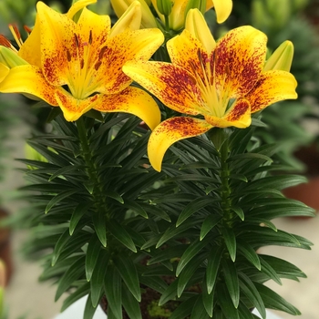Lilium asiaticum (Asiatic Lily) - Lily Looks 'Tiny Nugget'