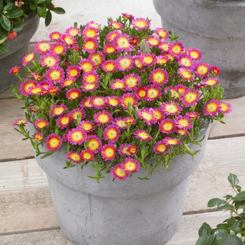 Delosperma cooperi (Ice Plant) - Wheels of Wonder&reg; 'Hot Pink Wonder'