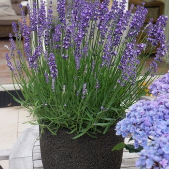 Lavandula angustifolia 'Armtipp01' PP24827 (English Lavender) - Big Time Blue English Lavender