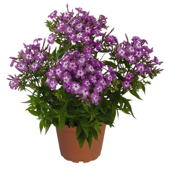Phlox paniculata 'Violet Charme' (Garden Phlox) - Flame™ Violet Charme